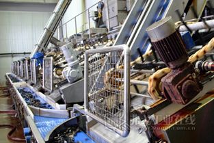 智慧海產 計算機系統集成賦能耐腐蝕柔性驅動系統，打造高效海鮮加工流水線