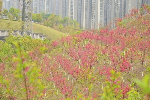 荒坡變花海 江北區(qū)1800余株碧桃綻放，精細(xì)化綠化扮靚城市角落
