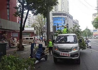 耒陽市城管局 修剪校園周邊綠化樹，守護(hù)安全與綠意同行