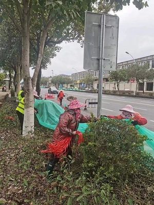 漳平市城市管理局 為樹木披上“防寒衣”，全面筑牢冬季綠化防線