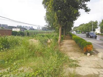 雜草“霸占”馬路邊，如此“綠化”讓人憂——城市綠化管理需精細(xì)化