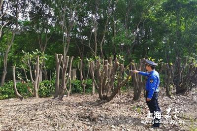 新成路中隊(duì) 養(yǎng)護(hù)綠化豈能簡單粗暴？耐心與責(zé)任心是城市管理的關(guān)鍵